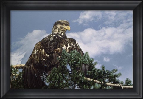 Framed Taking In The Sun Print