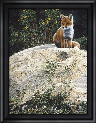 Framed Fox Pup At Den Entrance Print
