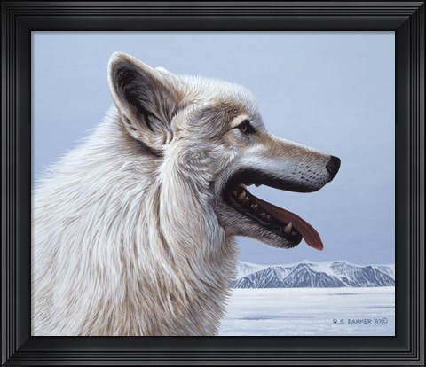 Framed Arctic Wolf Portrait Print