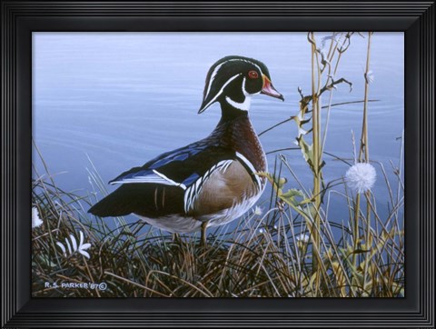Framed Duck At Waters Edge Print