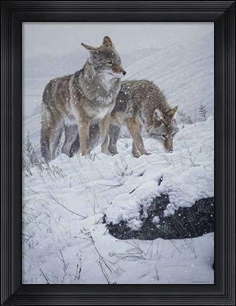 Framed Winter Storm- Coyotes Print