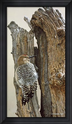 Framed Gila Woodpecker Print