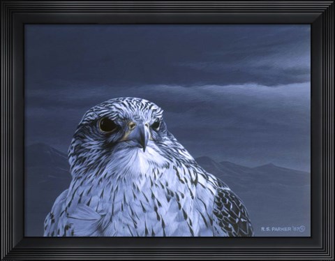 Framed Gyr Falcon Portrait Print