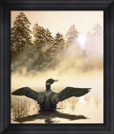 Framed Misty Dawn - Loon Print