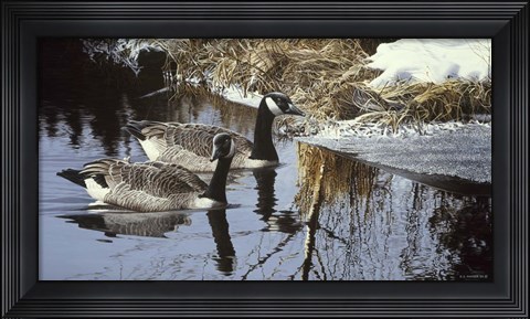 Framed Spring Arrivals- Canada Geese Print