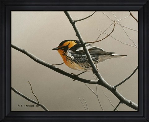 Framed Nashville Warbler Print