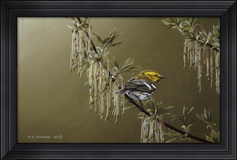 Framed Black Throated Green Warbler Print