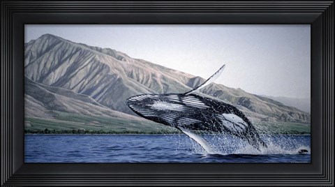 Framed Breeching Humpbacks - Maui Print