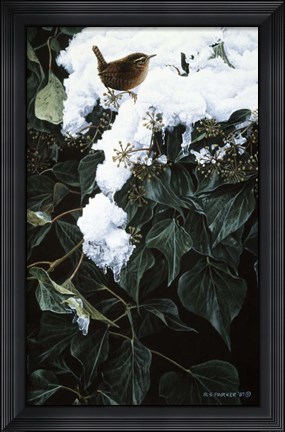 Framed Winter Wren On Ivy Print
