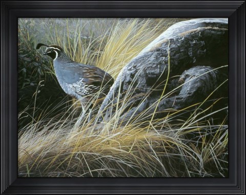 Framed California Quail Print