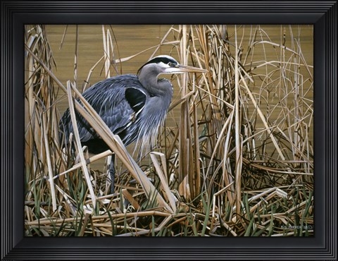 Framed Early Spring - Great Blue Heron Print