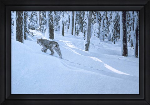 Framed Northern Winter Print