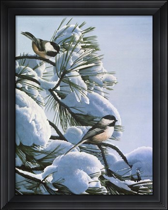 Framed Snow On The Pine - Chickadees Print