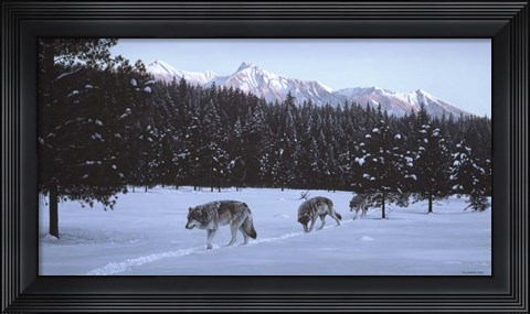 Framed Evening Glow- Wolf Pack Print