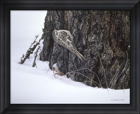 Framed Brown Creeper Print