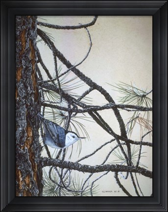 Framed White Breasted Nuthatch Print