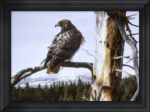 Framed Red Tailed Hawk Print