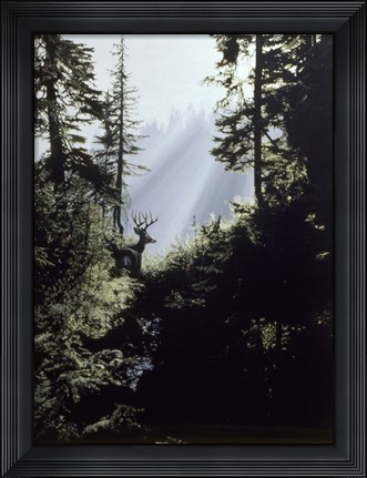 Framed Edge Of The Forest Print