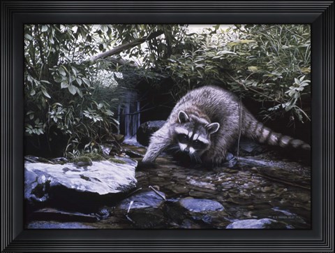 Framed Searching The Stream- Racoon Print