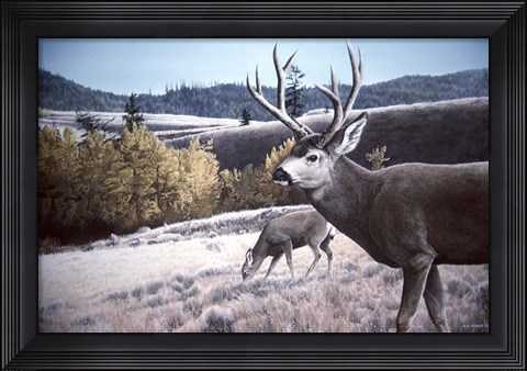 Framed Mule Deer In Aspen Print