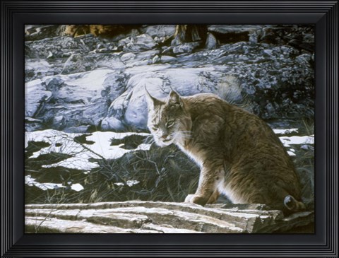 Framed Bobcat Print