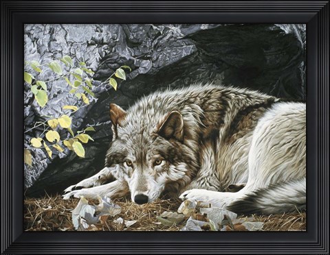 Framed Resting Spot - Wolf Print