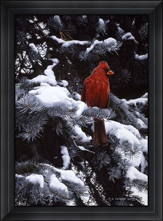 Framed Cardinal In Blue Spruce Print