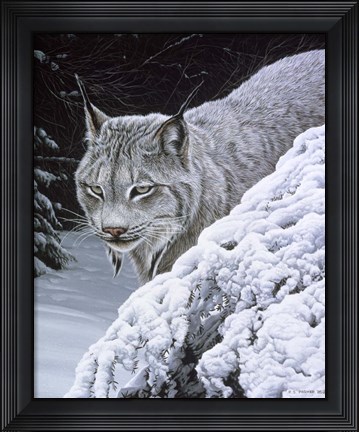 Framed Behind The Hemlock - Lynx Print