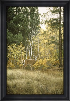 Framed Autumn Aspen - White Tailed Deer Print