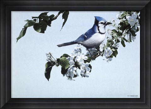 Framed Apple Blossoms And Bluejay Print