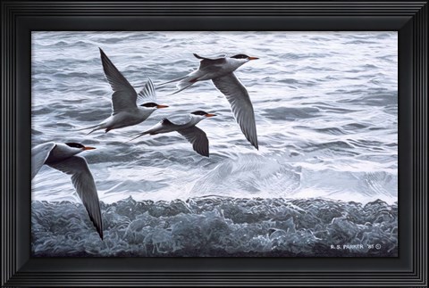 Framed Above The Waves - Common Terns Print