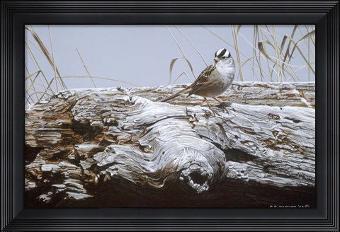 Framed White Crowned Sparrow Print
