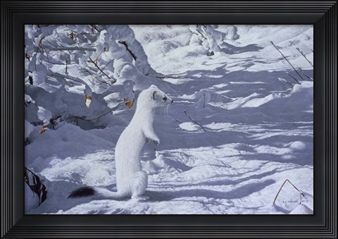 Framed Winter Cloak - Ermine Print