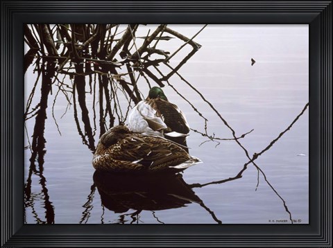 Framed Still Water - Mallards Print