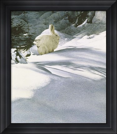 Framed Snow Shoe Hare Print