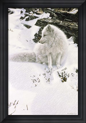 Framed Blue Shadows - Arctic Fox Print