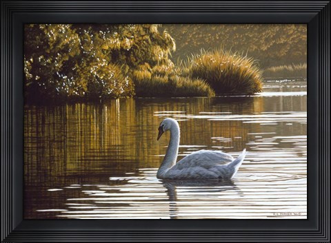 Framed Morning On The Lagoon - Mute Swan Print