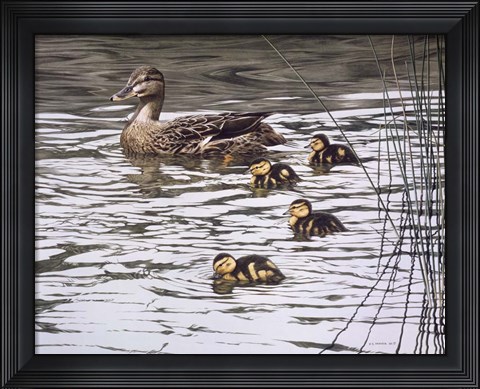 Framed Mallard Family Print