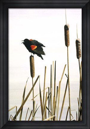 Framed Early Arrival- Red- Winged Blackbird Print