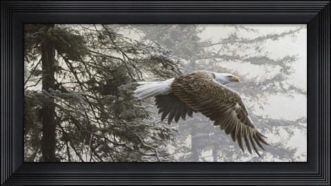 Framed Through The Firs Print