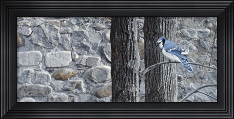 Framed Autumn Blue Jay Print