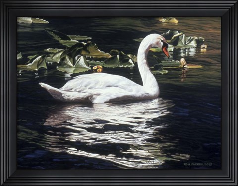 Framed Mute Swan And Lily Pads Print