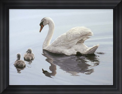 Framed Mute Swan And Two Cygnets Print