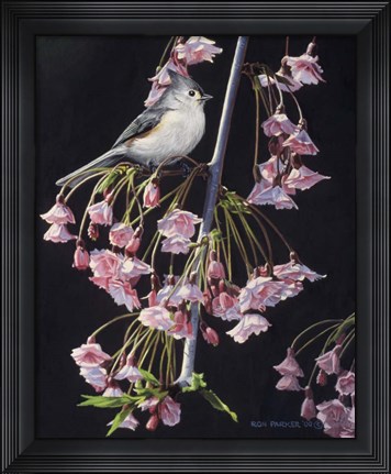 Framed Titmouse And Blossoms Print