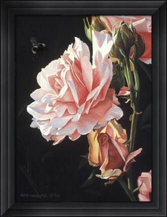 Framed Rose And Bumblebee Print