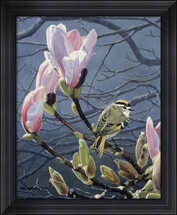 Framed Kinglet And Magnolia Print