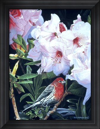 Framed Housefinch And Rhododendron Print