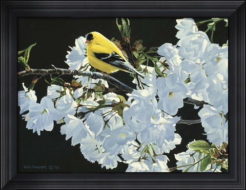 Framed Goldfinch And Blossoms Print