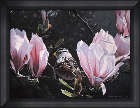 Framed Sparrow In Magnolia Print