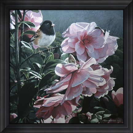 Framed Junco And Camelia Print